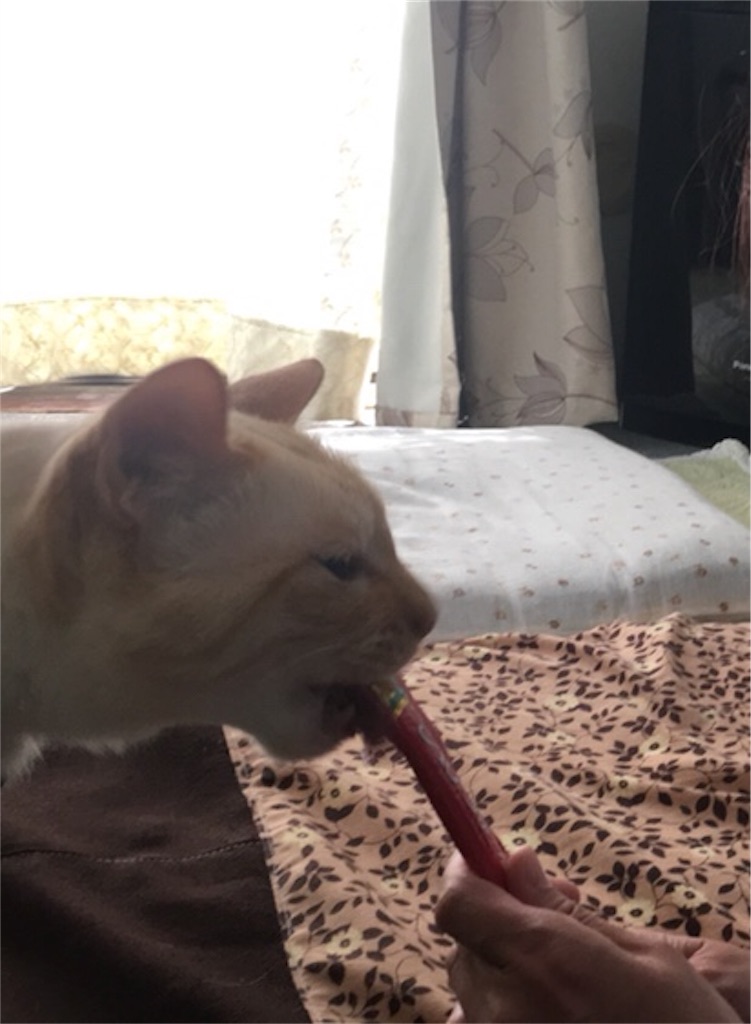 f:id:nekobacafe:20180517121123j:image f:id:nekobacafe:20180517121123j:image