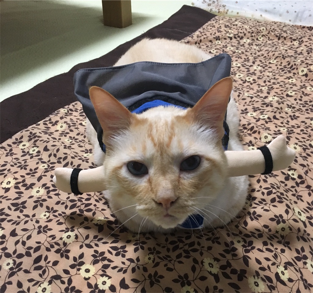 f:id:nekobacafe:20180517141817j:image f:id:nekobacafe:20180517141817j:image