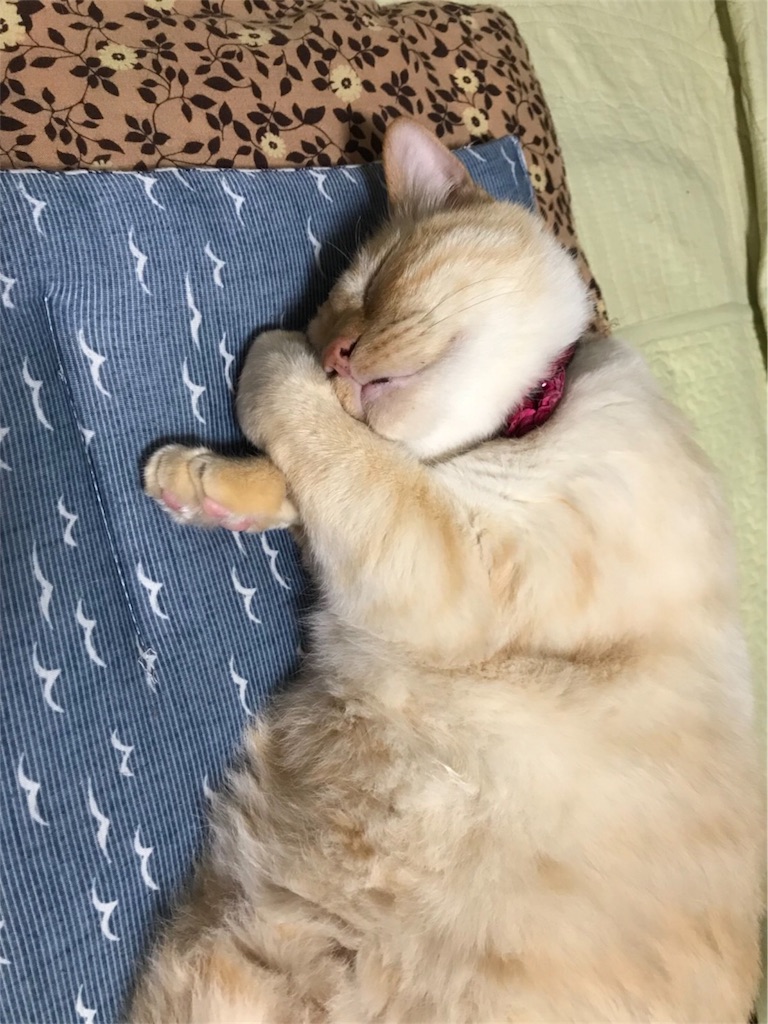 f:id:nekobacafe:20180525202745j:image