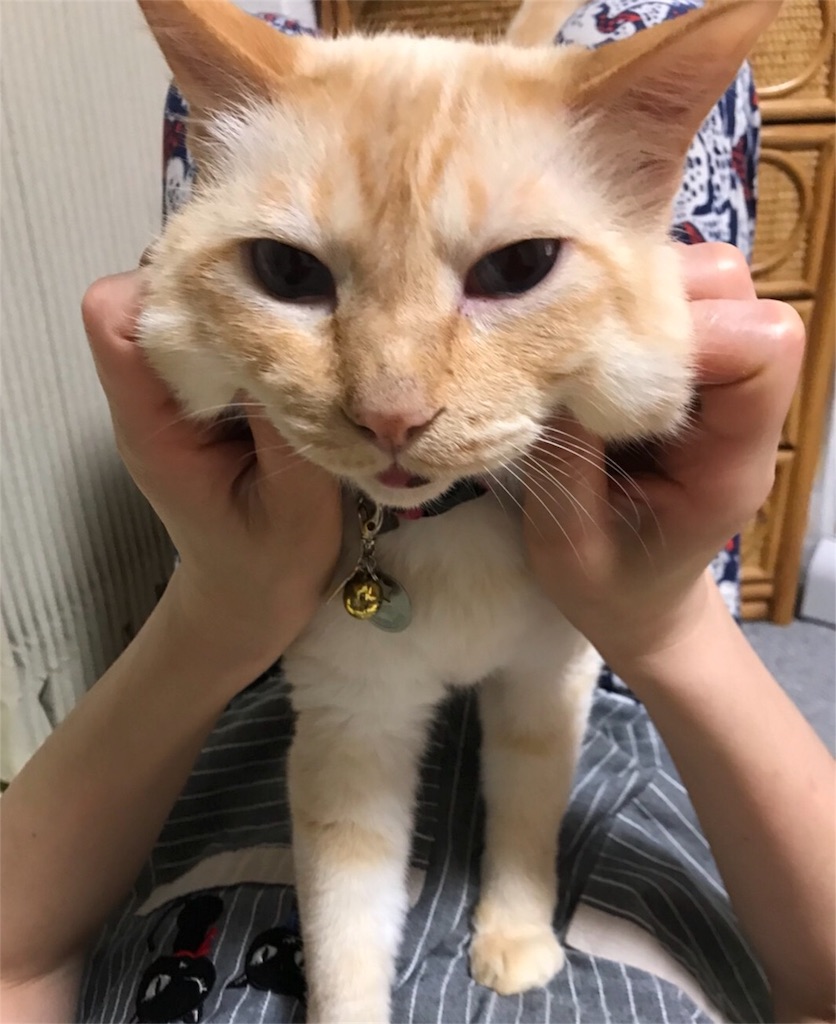 f:id:nekobacafe:20180525204827j:image