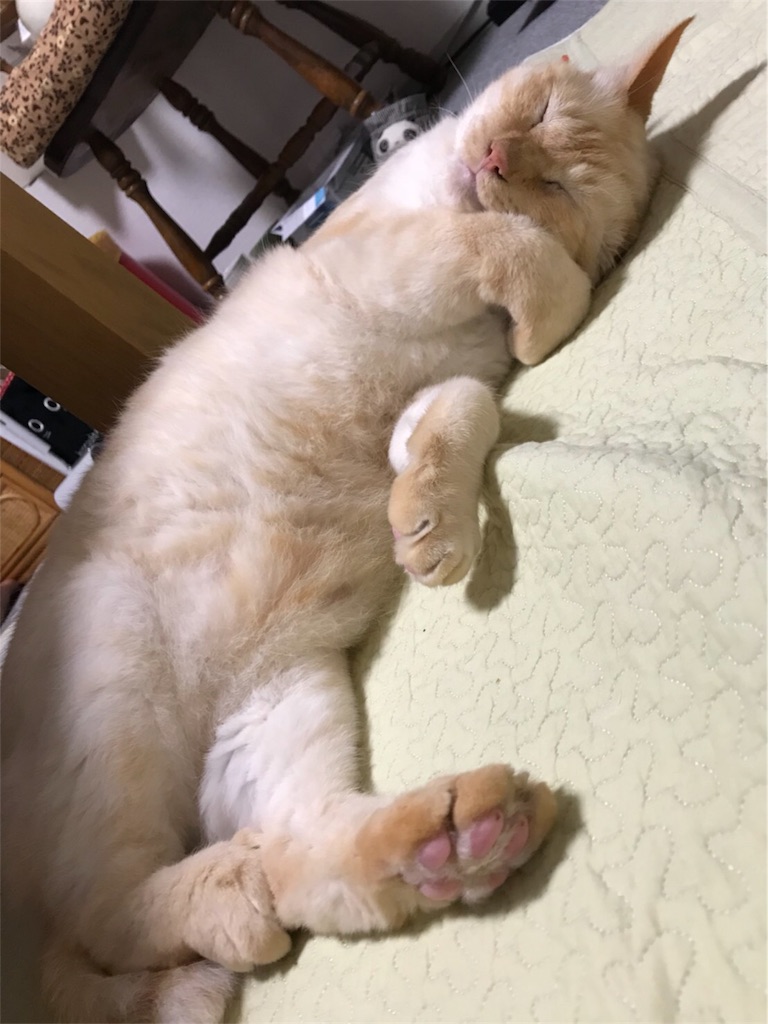 f:id:nekobacafe:20180614204058j:image