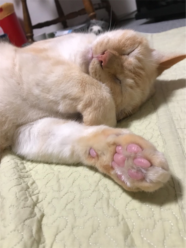 f:id:nekobacafe:20180614204106j:image
