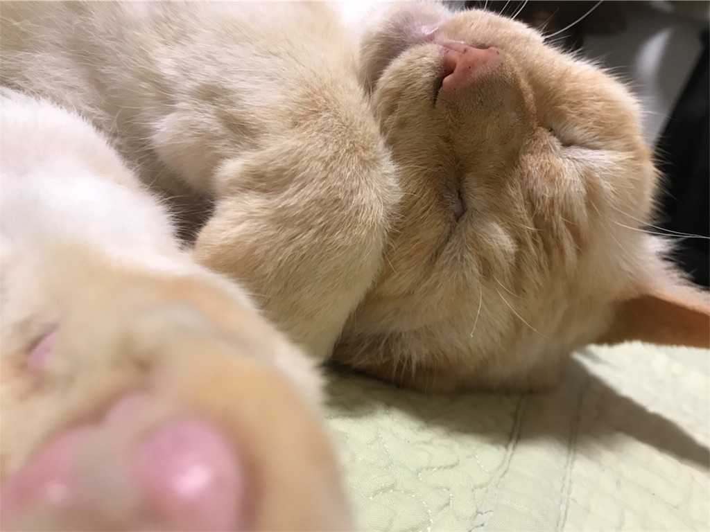 f:id:nekobacafe:20180614204111j:image