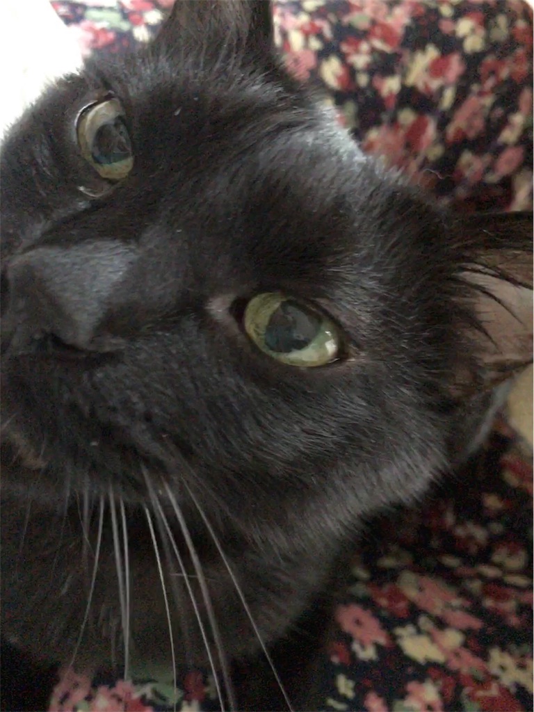 f:id:nekobacafe:20180616143902j:image