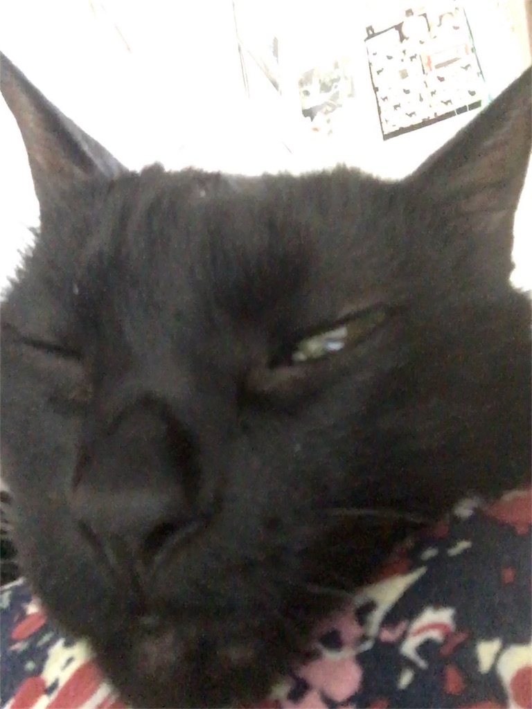 f:id:nekobacafe:20180616145217j:image