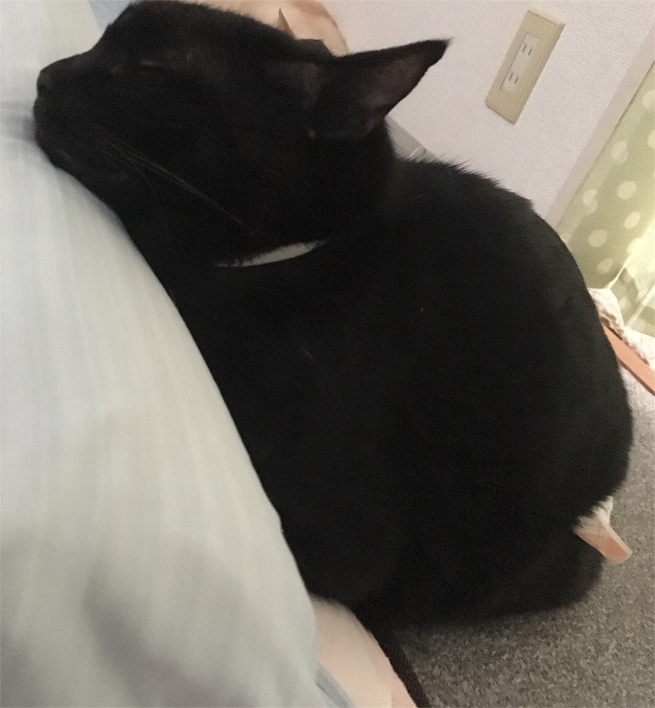 f:id:nekobacafe:20180714073031j:image