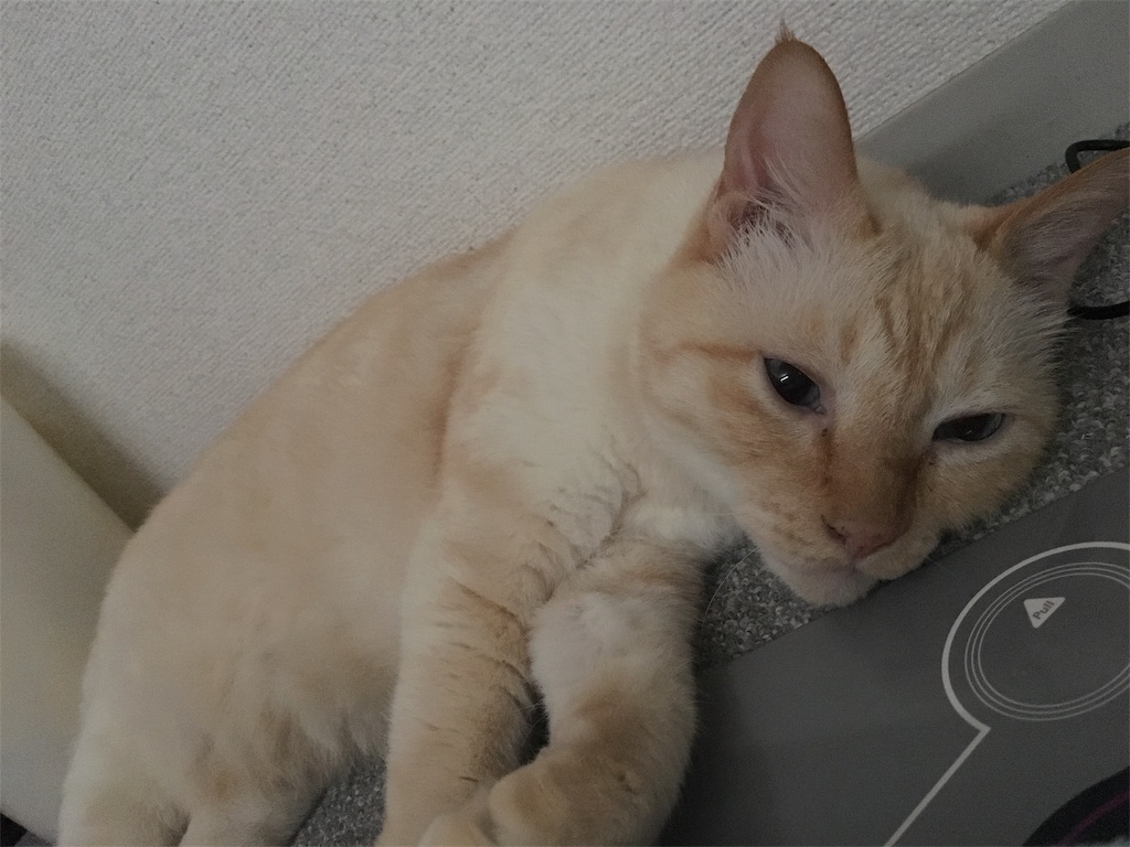f:id:nekobacafe:20180714074658j:image