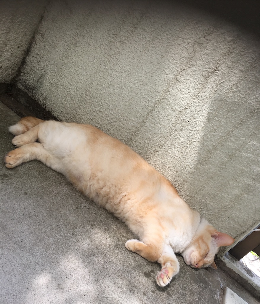 f:id:nekobacafe:20180901075756j:image f:id:nekobacafe:20180901075756j:image