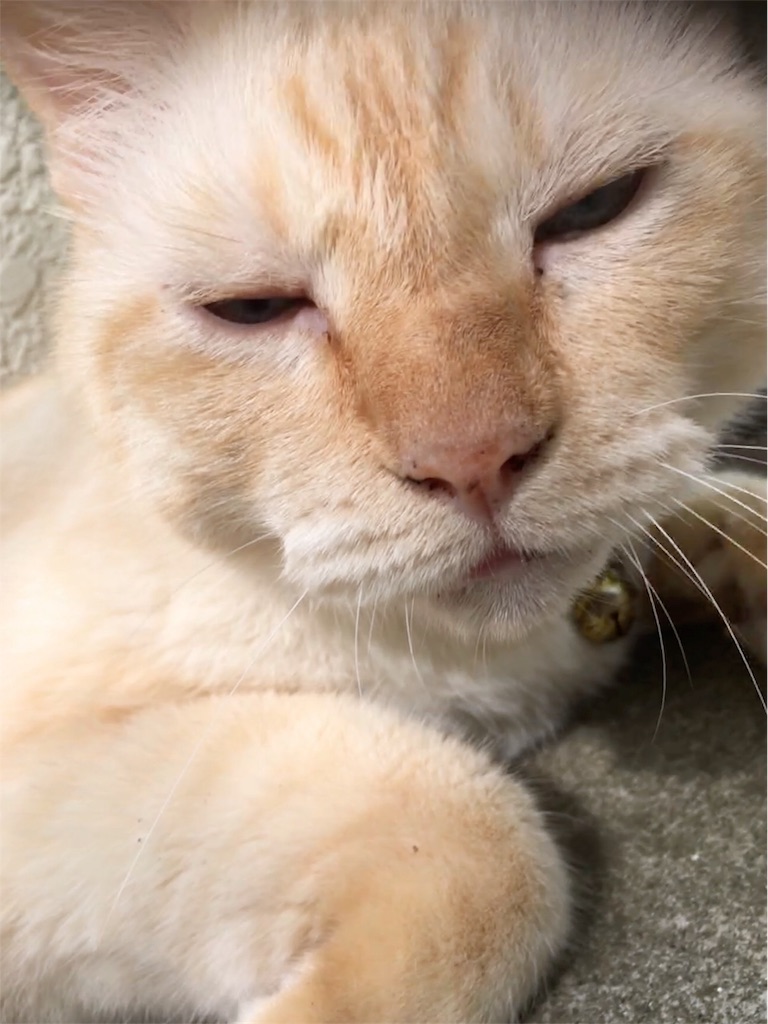 f:id:nekobacafe:20180901075810j:image f:id:nekobacafe:20180901075810j:image