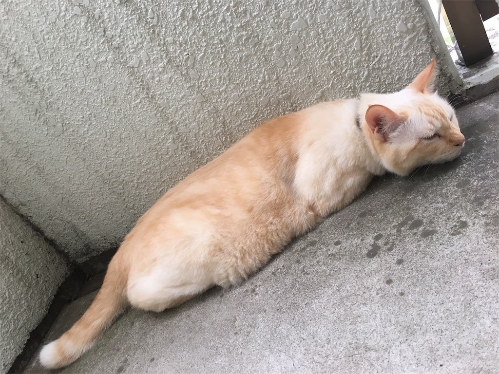 f:id:nekobacafe:20180901080425j:image f:id:nekobacafe:20180901080425j:image