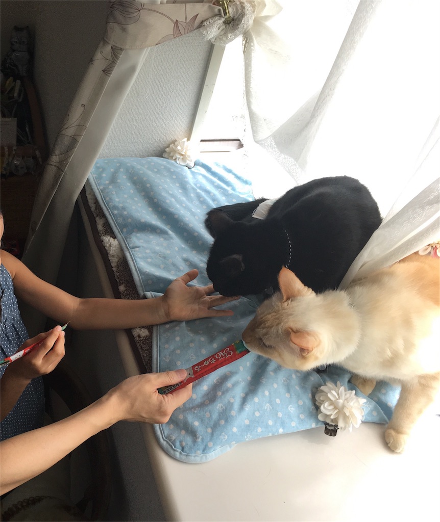 f:id:nekobacafe:20180902112856j:image