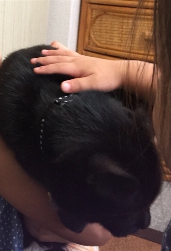 f:id:nekobacafe:20180902115635j:image