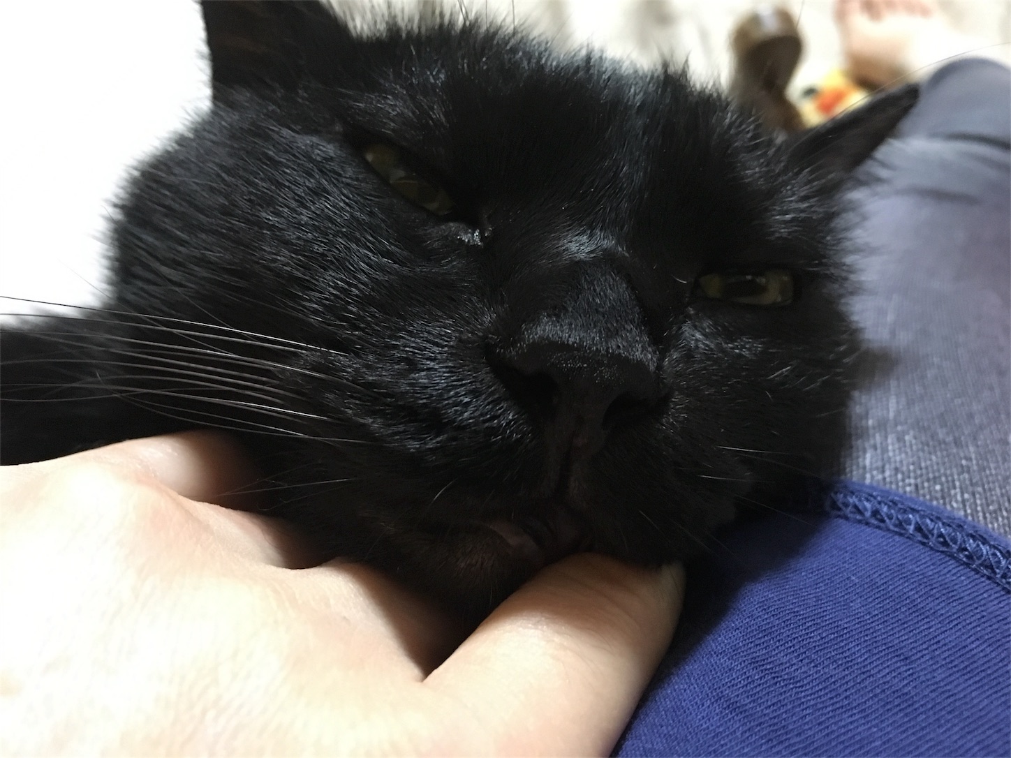 f:id:nekobacafe:20180920190533j:image