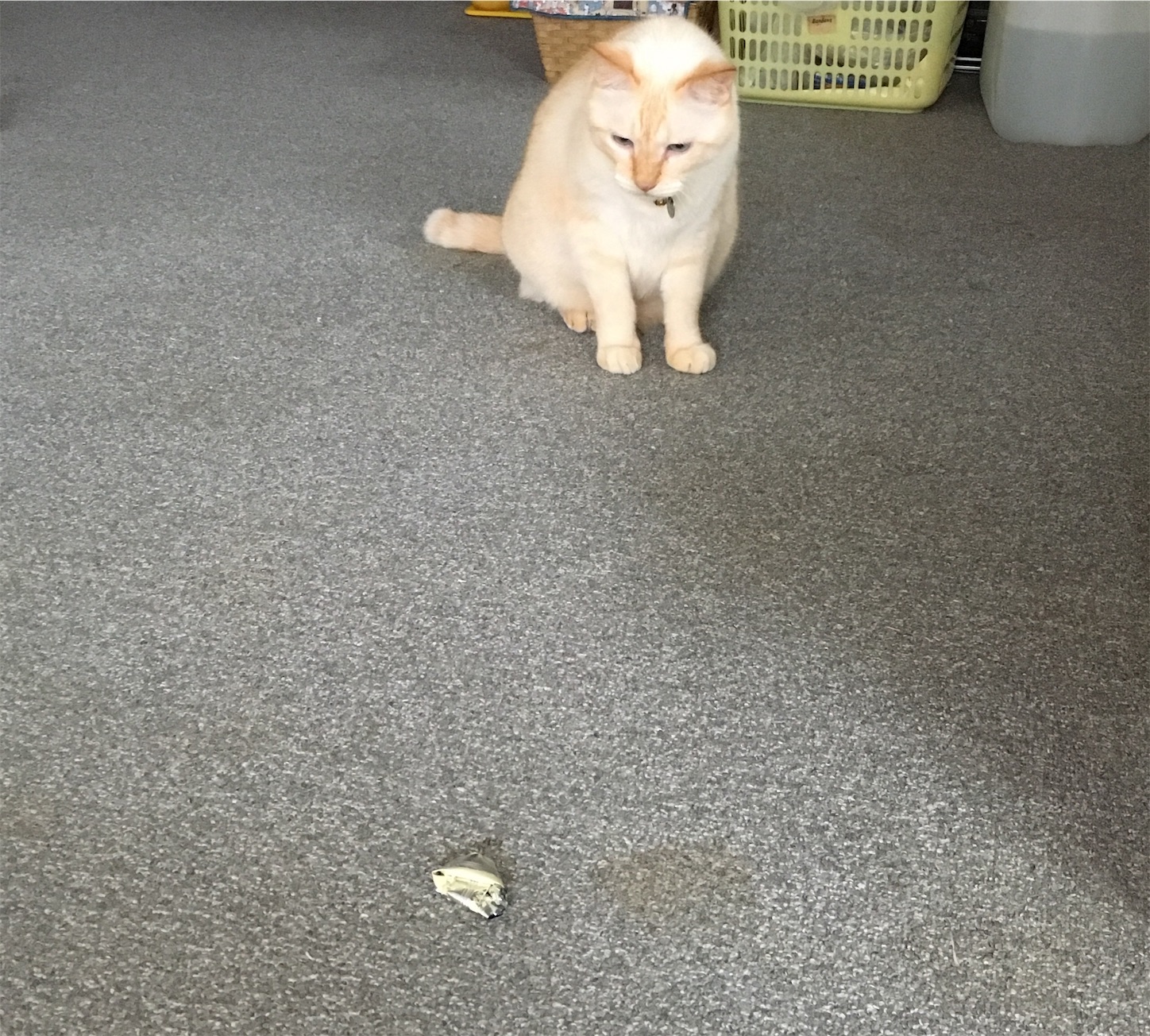 f:id:nekobacafe:20180925120705j:image