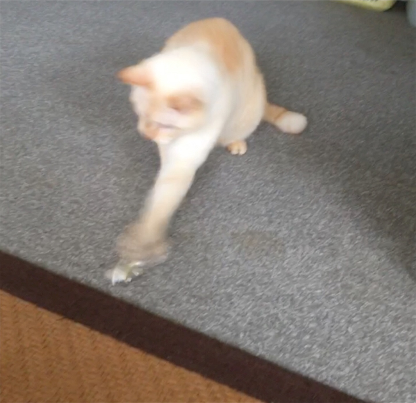 f:id:nekobacafe:20180925120731j:image