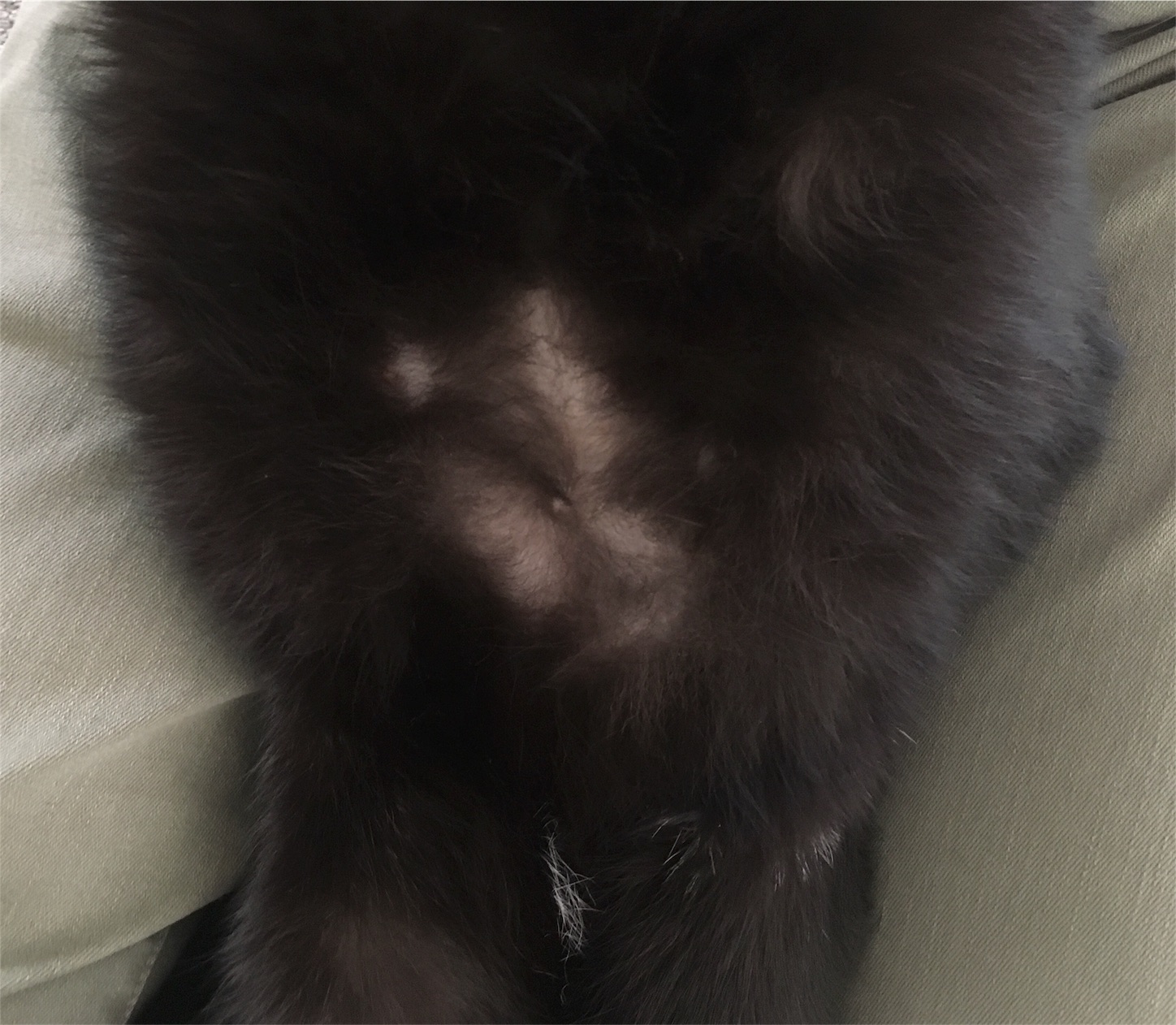 f:id:nekobacafe:20181006113532j:image