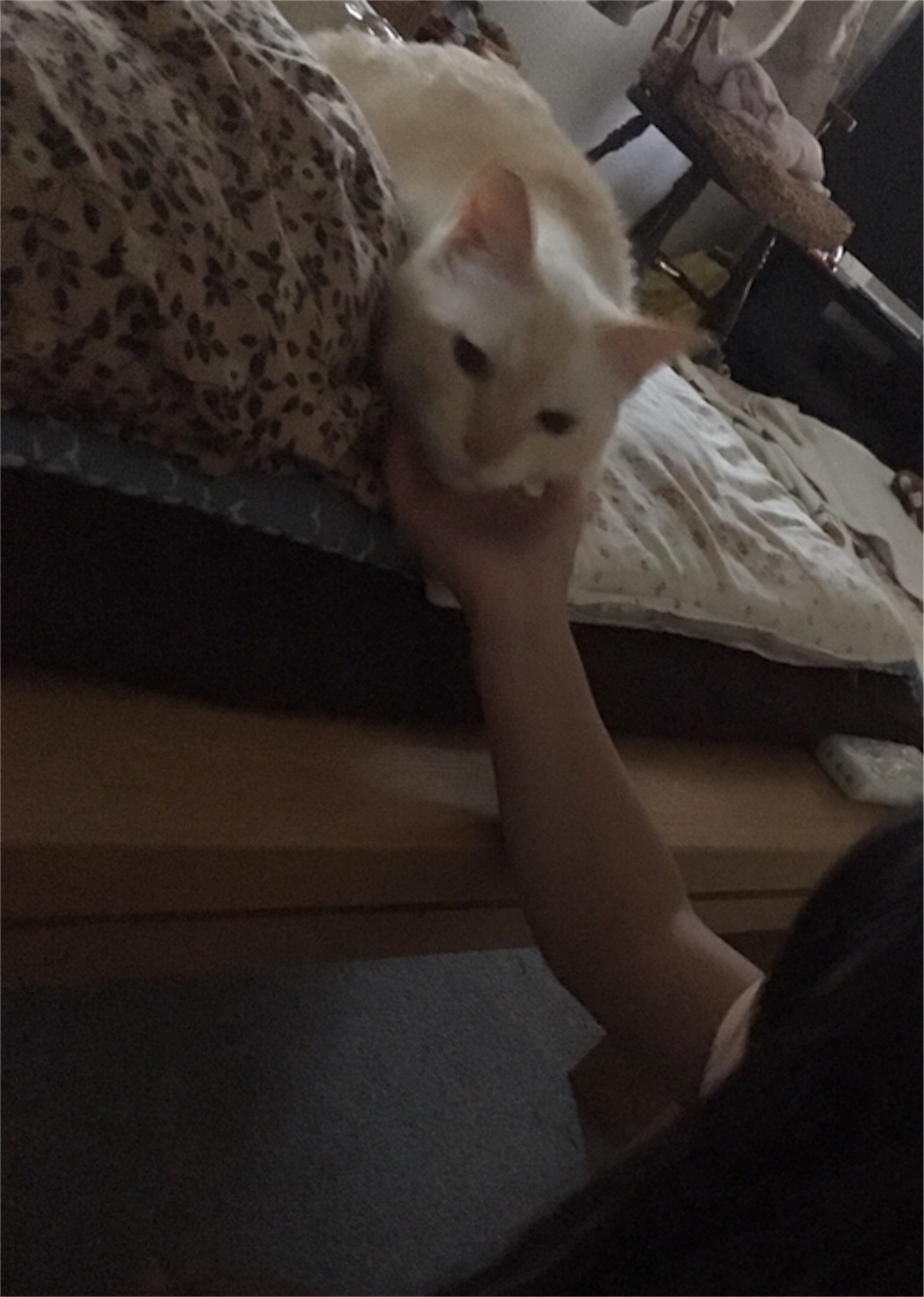 f:id:nekobacafe:20181008045946j:image