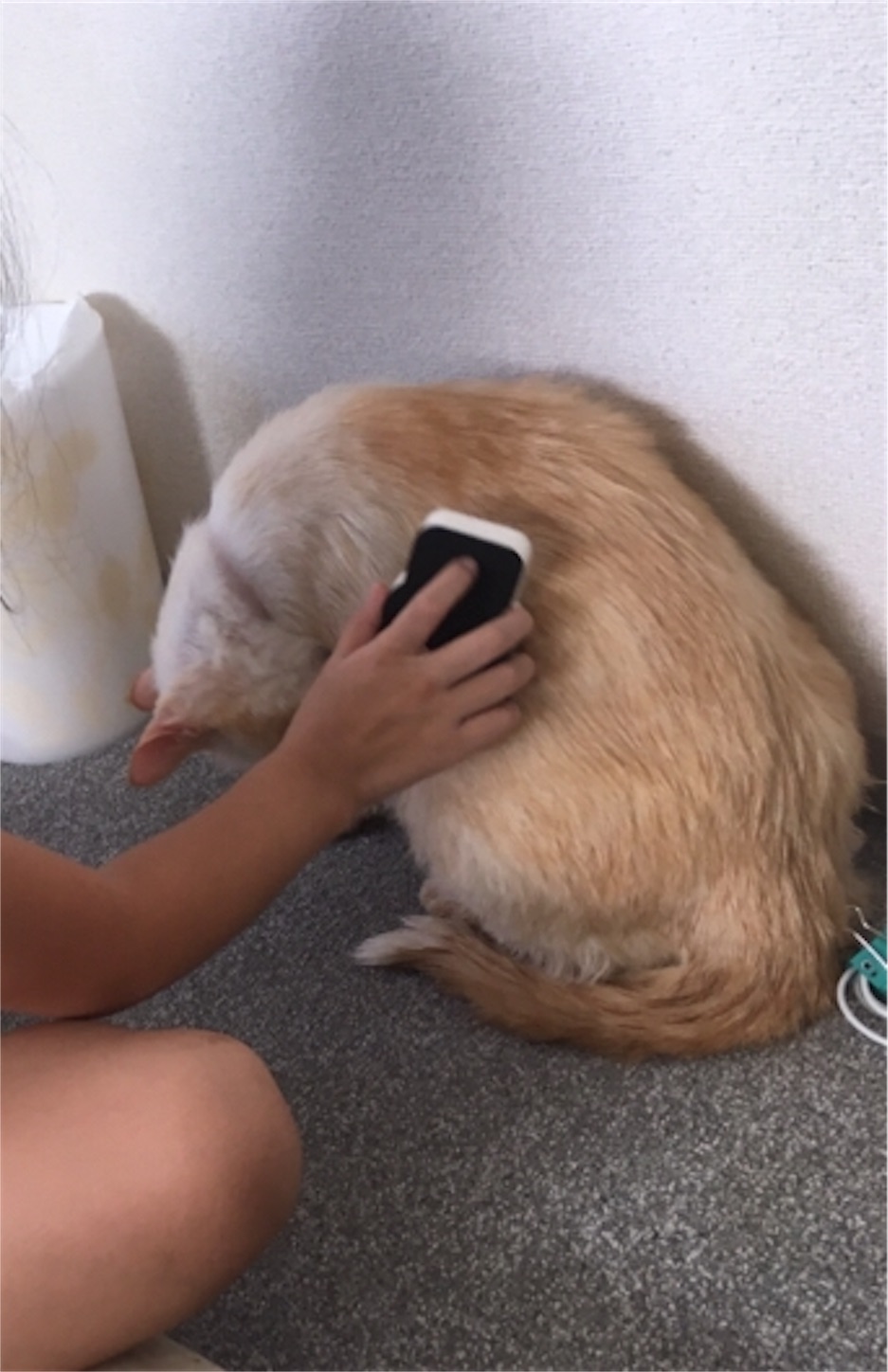 f:id:nekobacafe:20181008050532j:image