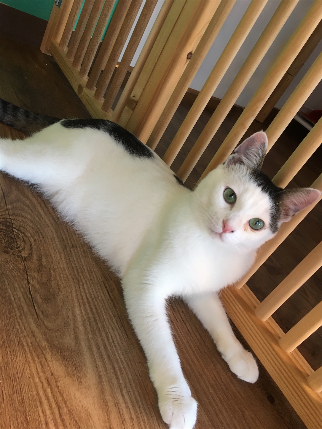 f:id:nekobacafe:20181009052839j:image