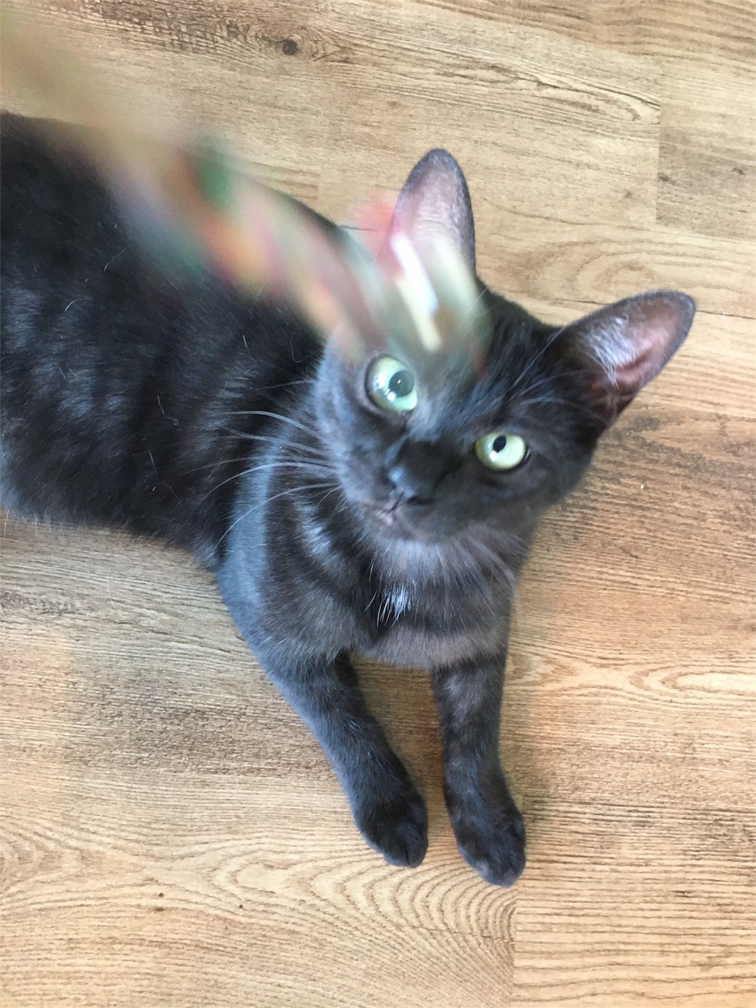 f:id:nekobacafe:20181009073324j:image