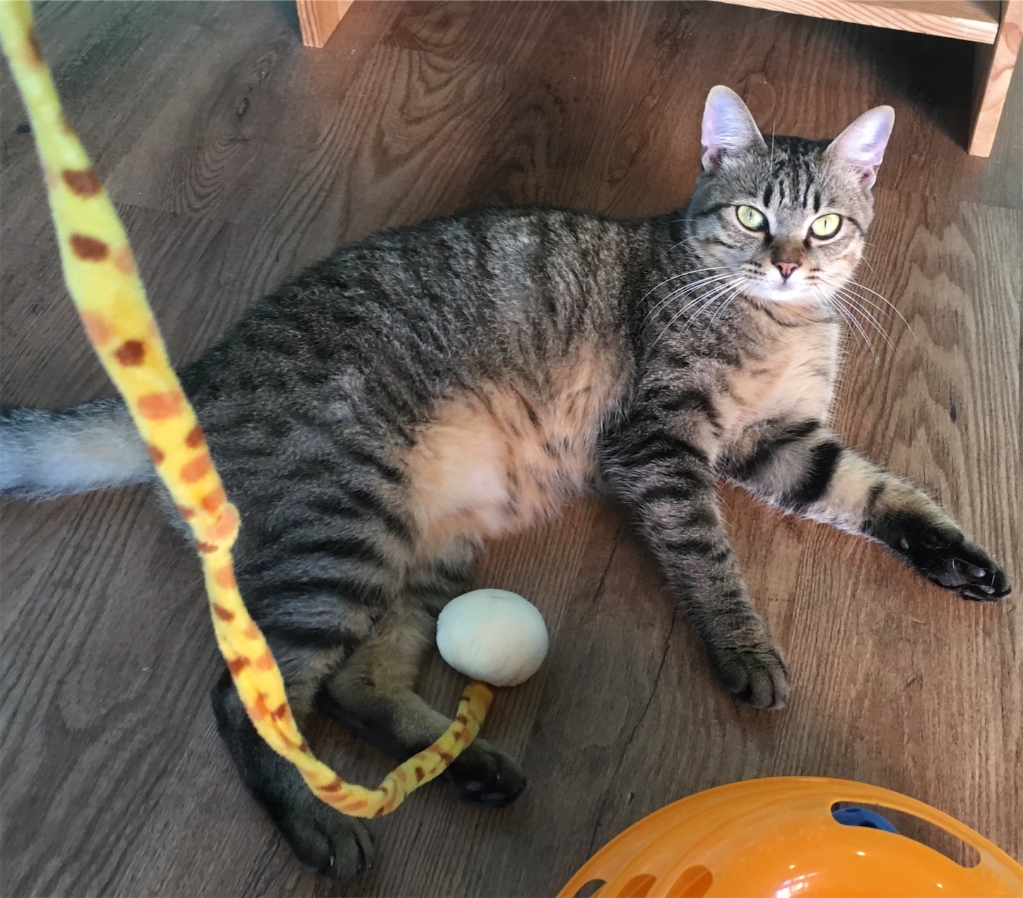 f:id:nekobacafe:20181009073800j:image