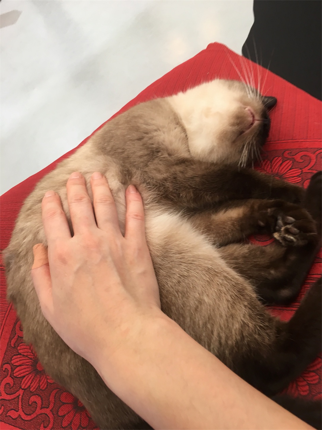 f:id:nekobacafe:20181011200921j:image