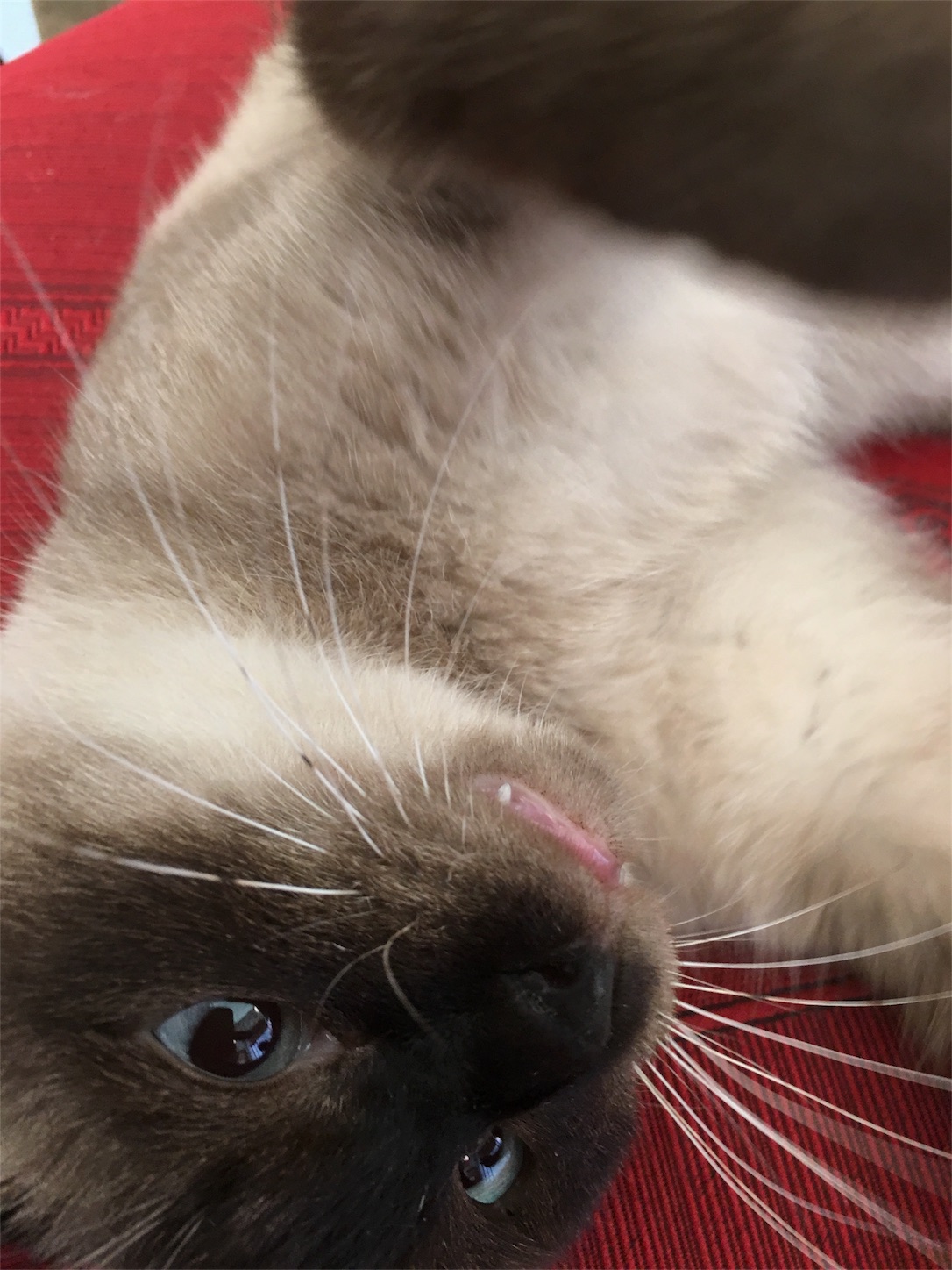 f:id:nekobacafe:20181011201241j:image