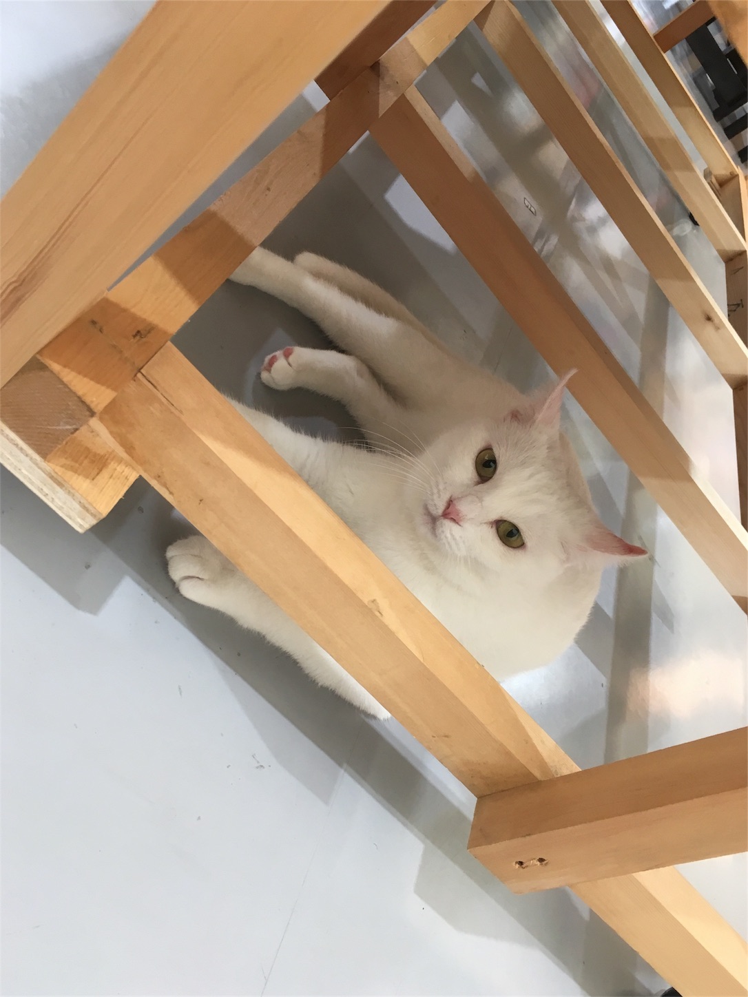 f:id:nekobacafe:20181011204628j:image