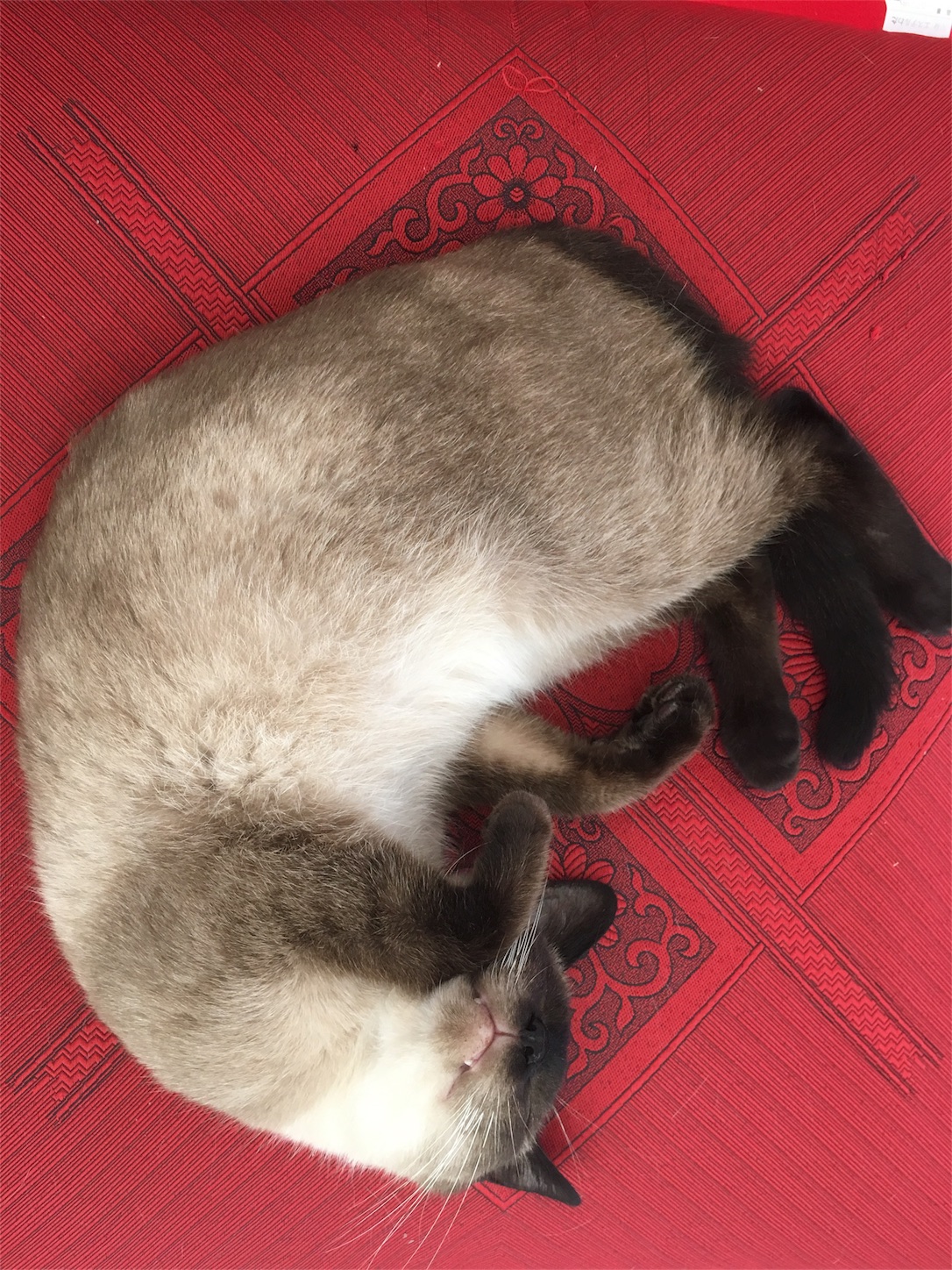 f:id:nekobacafe:20181012192536j:image