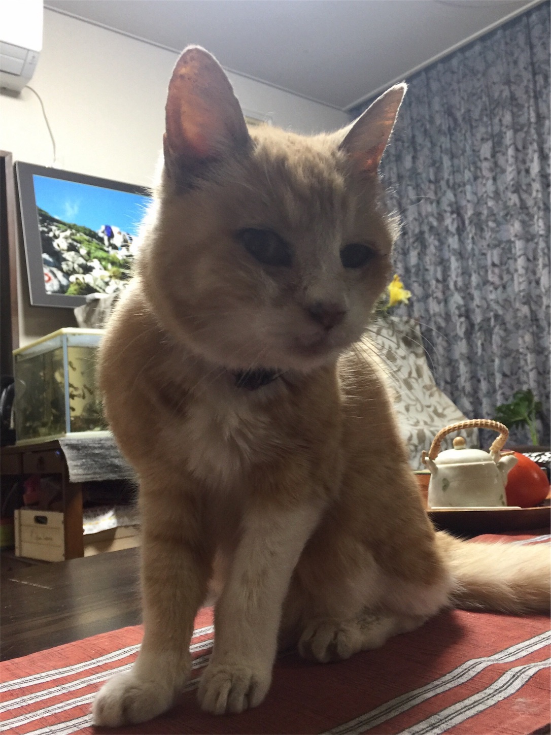 f:id:nekobacafe:20181201090827j:image f:id:nekobacafe:20181201090827j:image