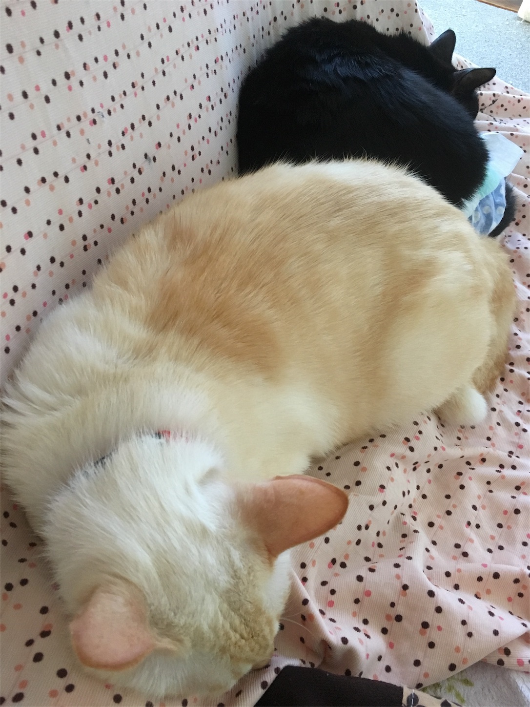 f:id:nekobacafe:20181201091228j:image f:id:nekobacafe:20181201091228j:image