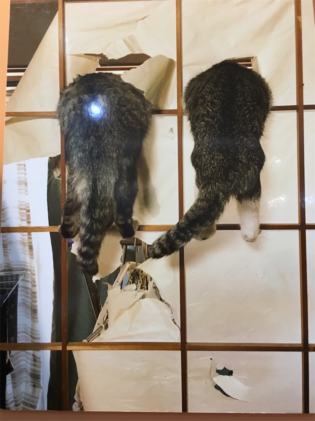 f:id:nekobacafe:20190115162720j:image