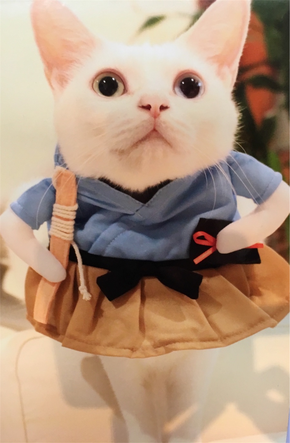 f:id:nekobacafe:20190115163242j:image