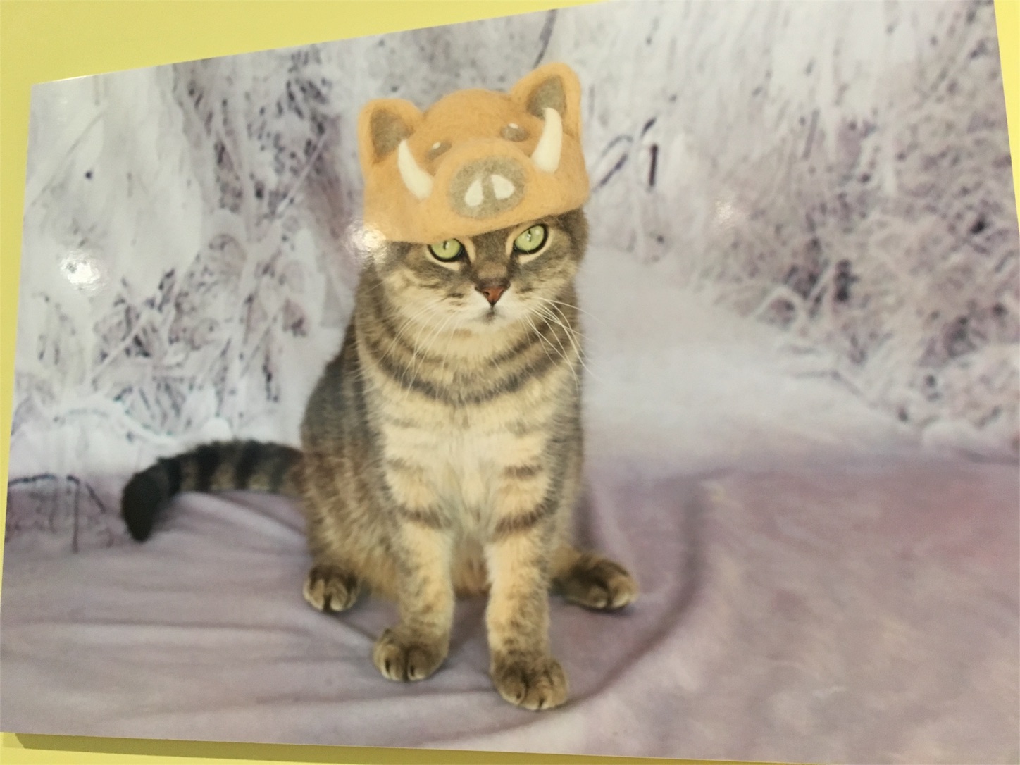 f:id:nekobacafe:20190115164013j:image