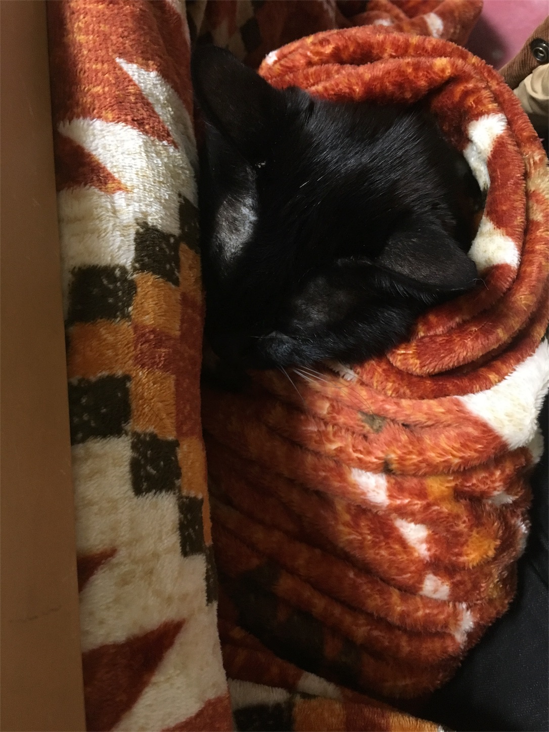 f:id:nekobacafe:20190118184637j:image f:id:nekobacafe:20190118184637j:image