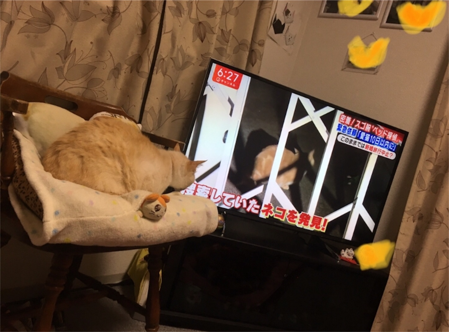 f:id:nekobacafe:20190118190014j:image f:id:nekobacafe:20190118190014j:image