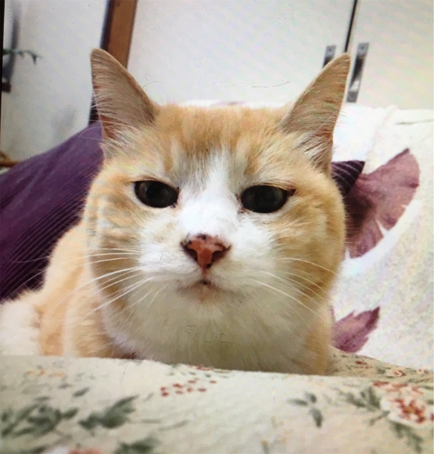 f:id:nekobacafe:20190120154828j:image