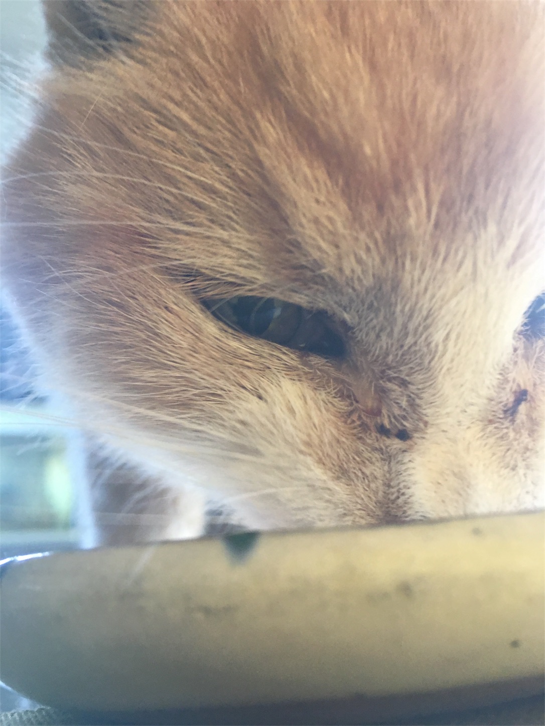 f:id:nekobacafe:20190203003047j:image