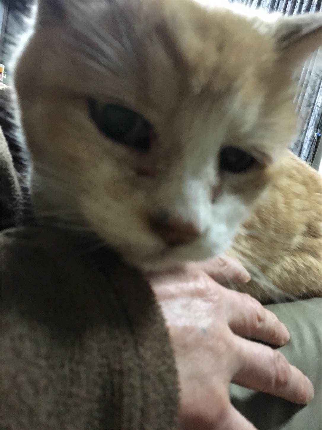 f:id:nekobacafe:20190205084138j:image