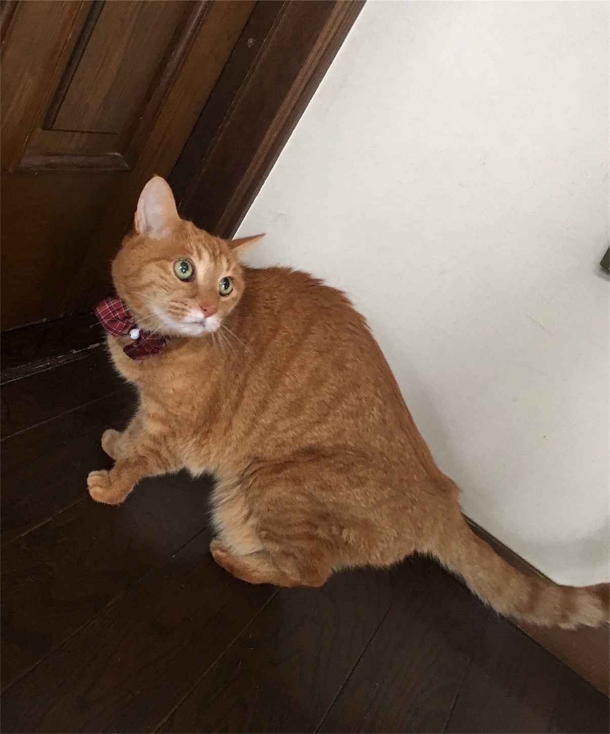 f:id:nekobacafe:20190205084848j:image