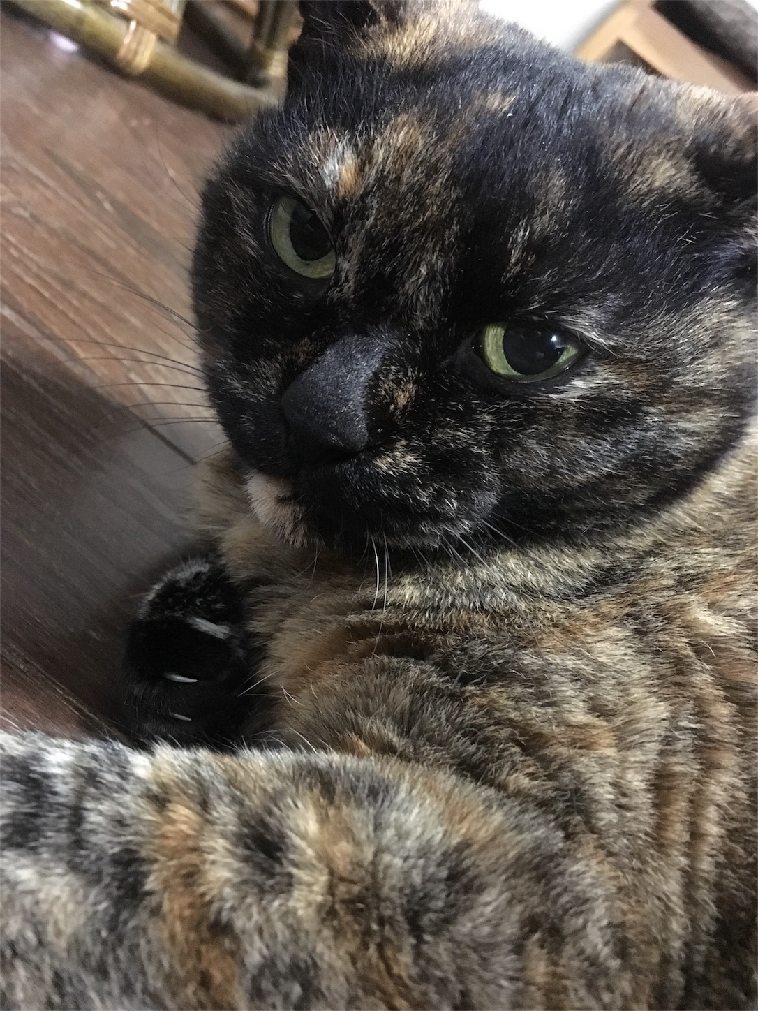 f:id:nekobacafe:20190205085128j:image