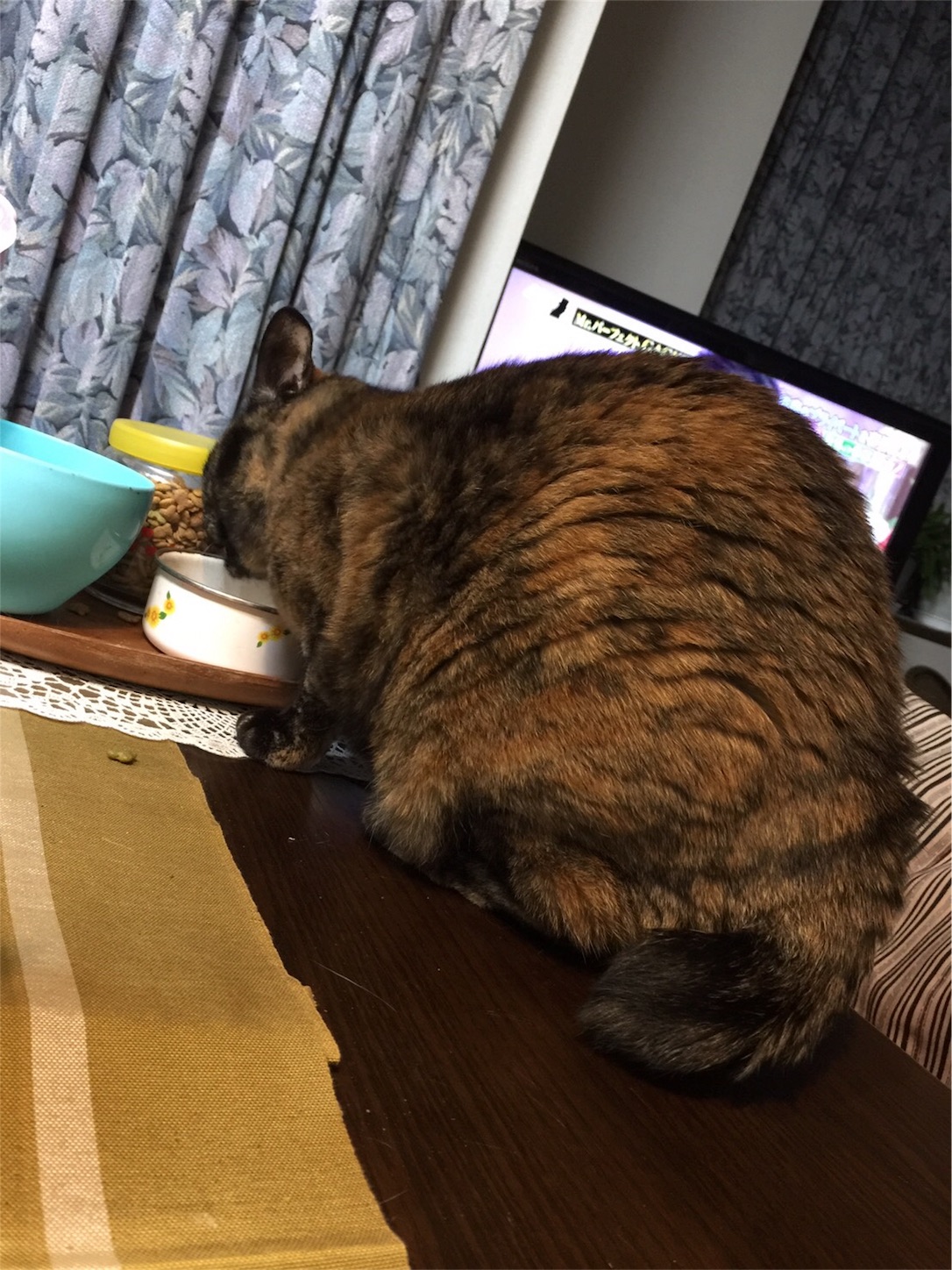 f:id:nekobacafe:20190205085603j:image