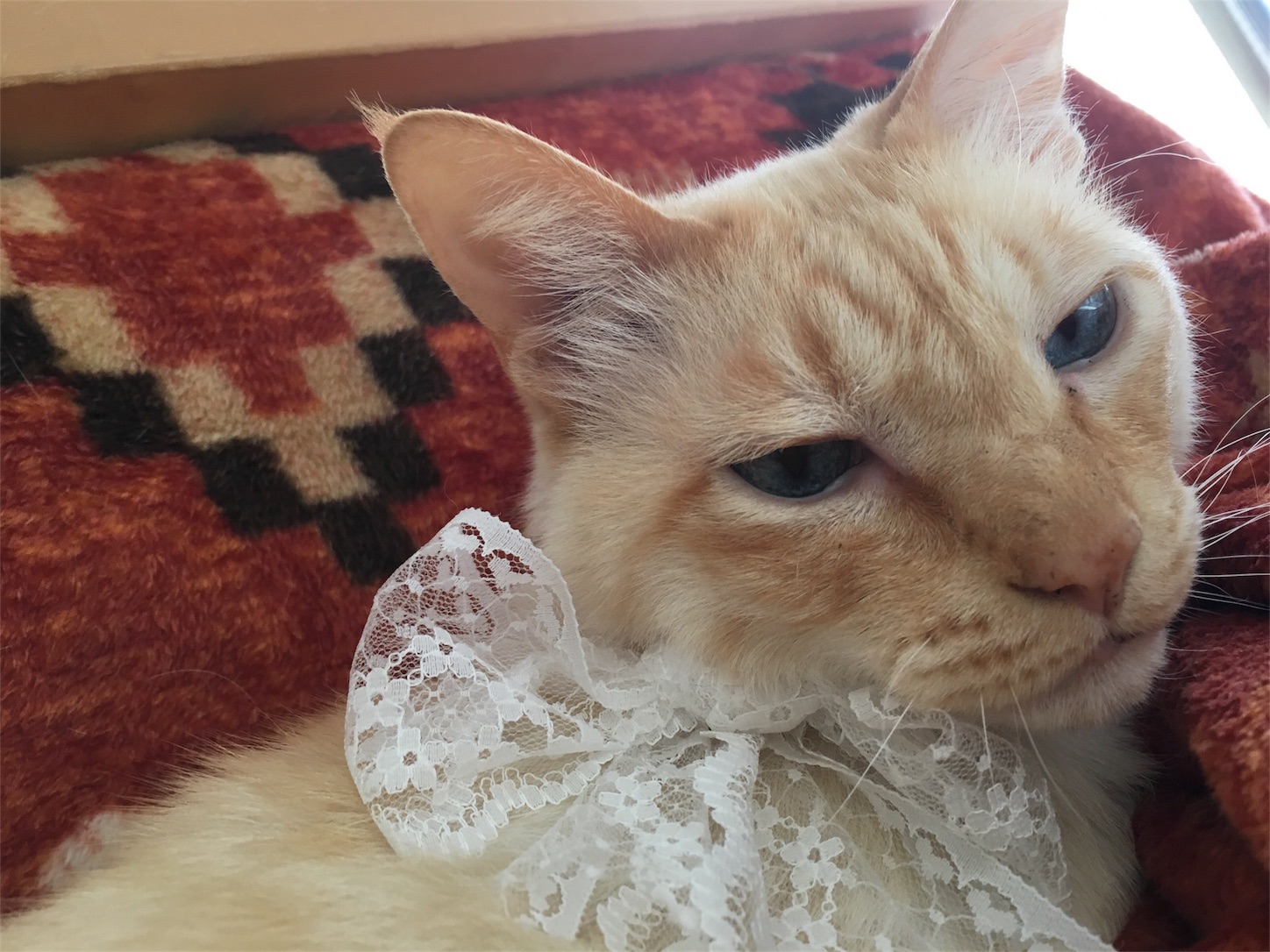 f:id:nekobacafe:20190217140701j:image f:id:nekobacafe:20190217140701j:image