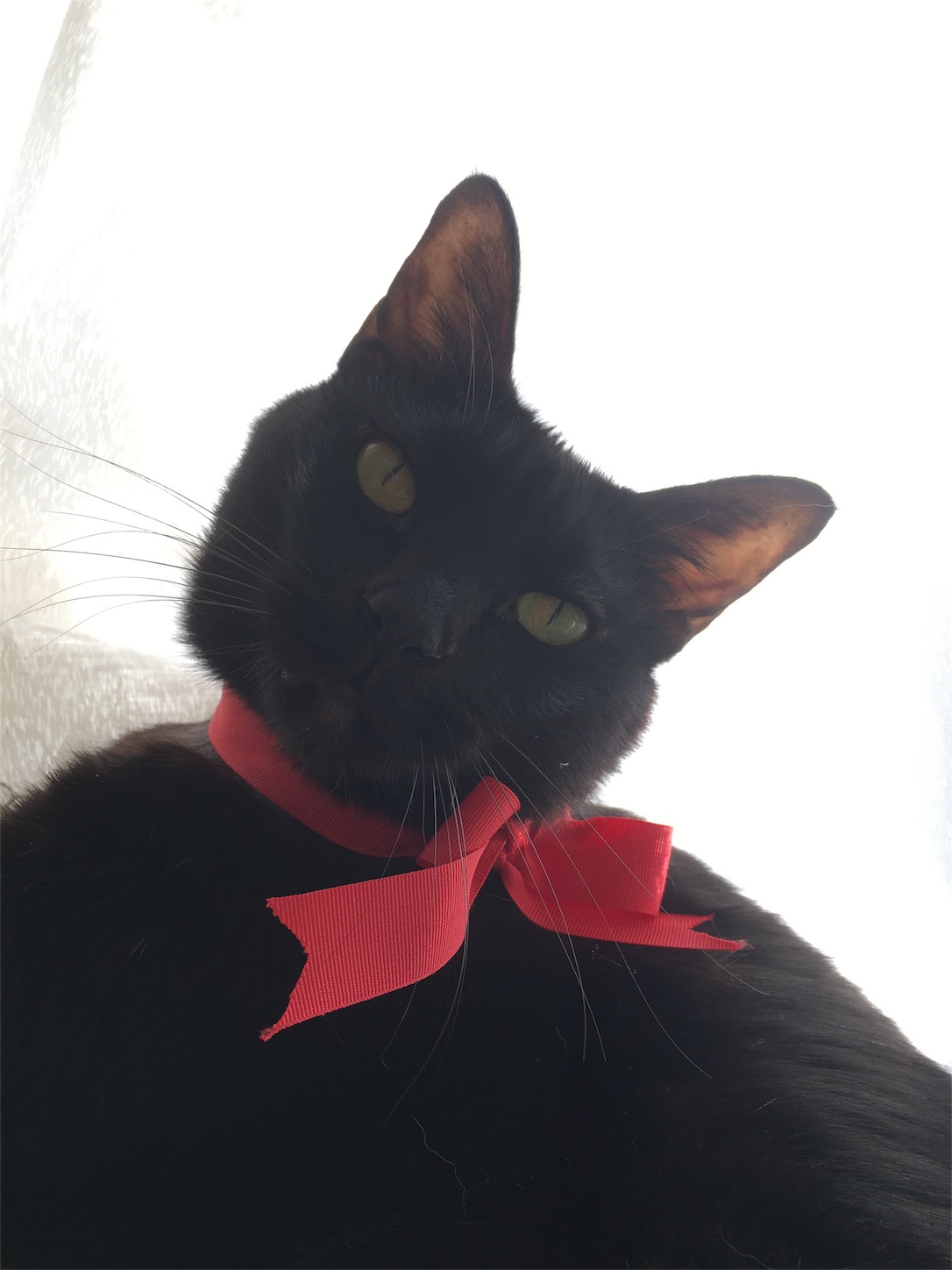 f:id:nekobacafe:20190217140842j:image f:id:nekobacafe:20190217140842j:image
