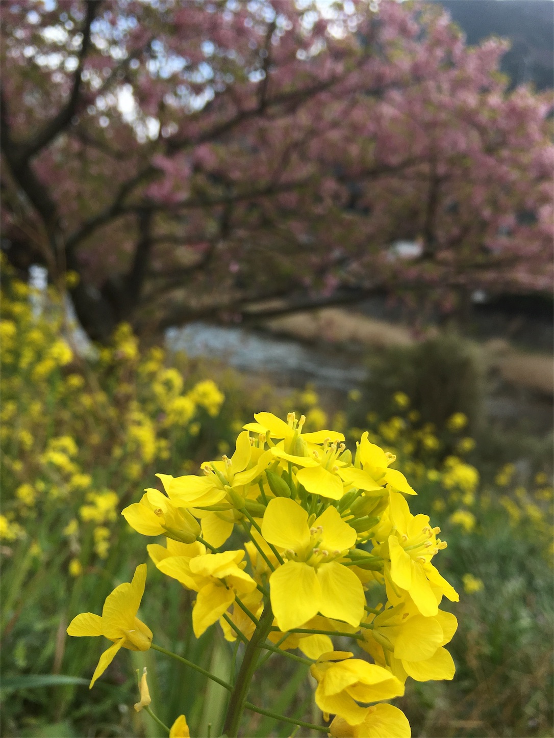 f:id:nekobacafe:20190306201852j:image f:id:nekobacafe:20190306201852j:image