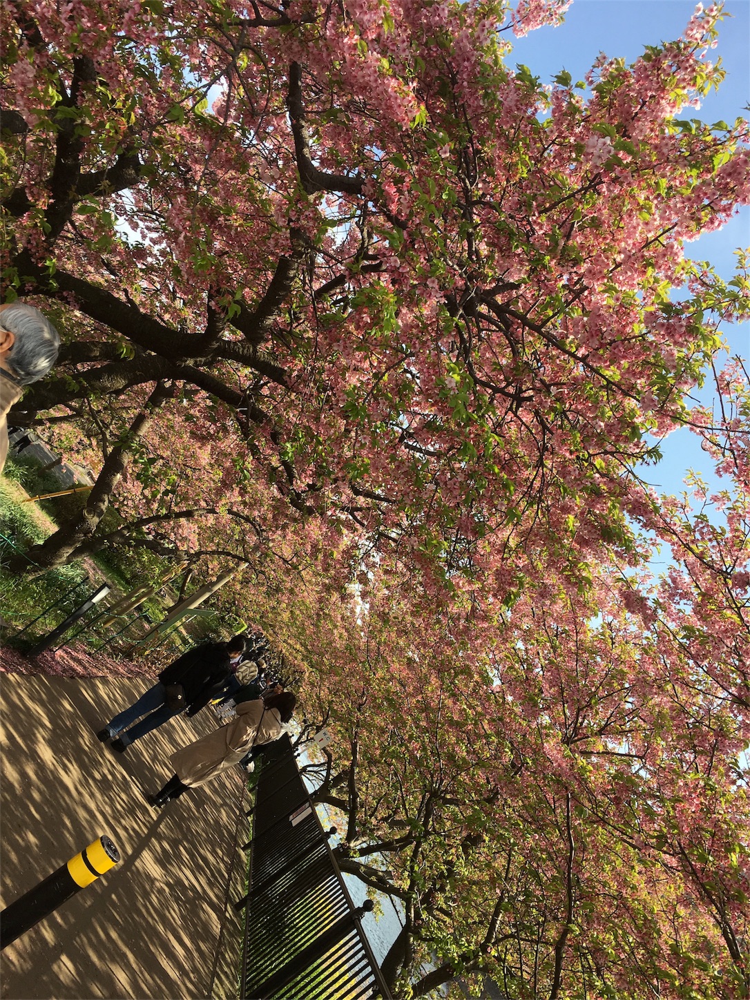 f:id:nekobacafe:20190306202144j:image f:id:nekobacafe:20190306202144j:image
