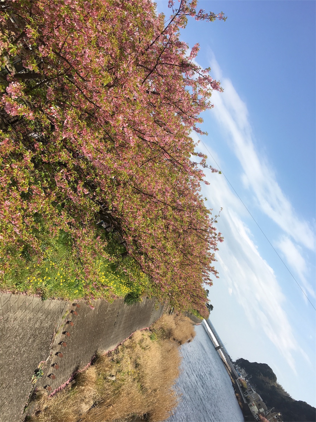 f:id:nekobacafe:20190306202150j:image f:id:nekobacafe:20190306202150j:image
