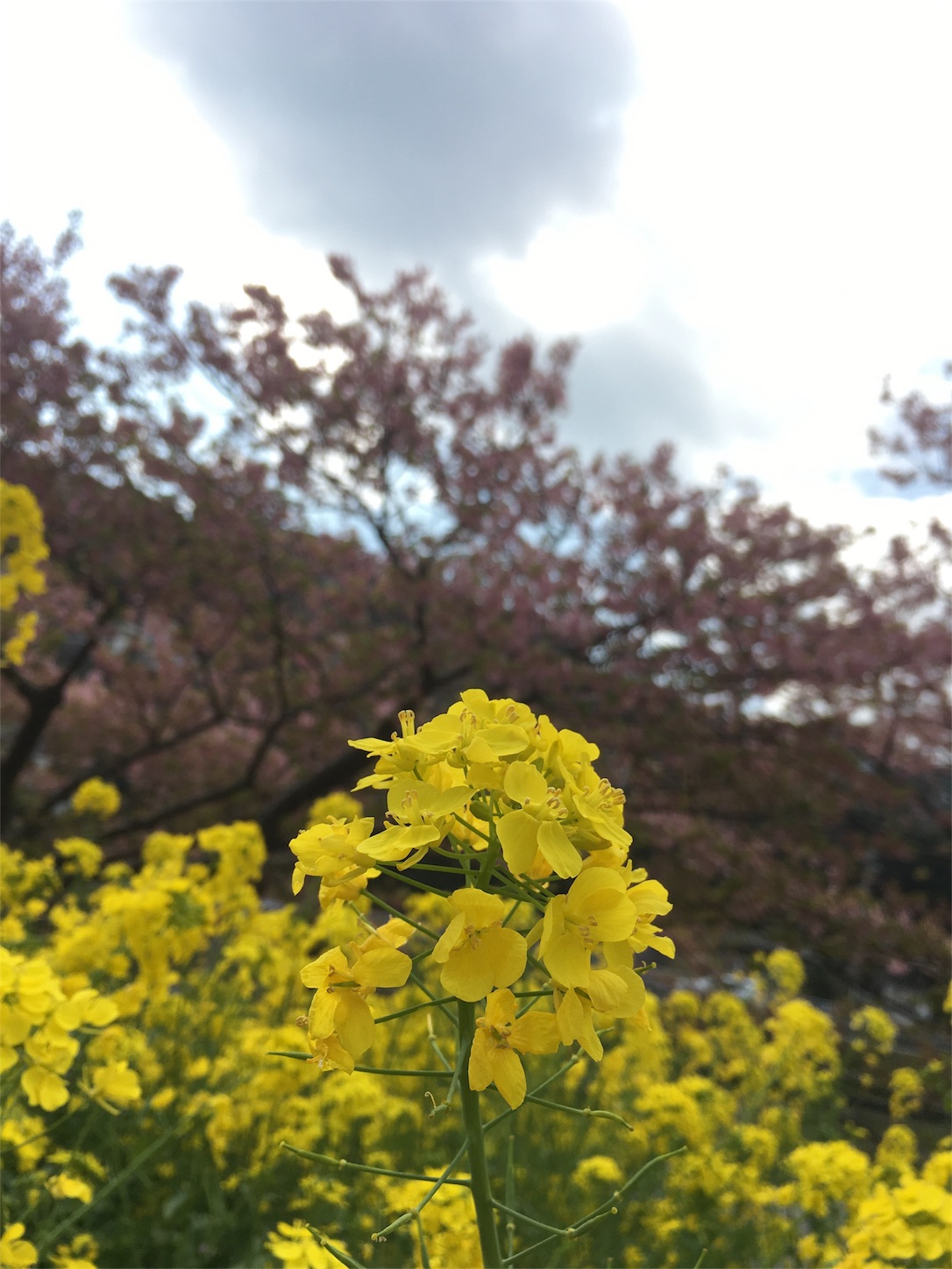f:id:nekobacafe:20190306202313j:image f:id:nekobacafe:20190306202313j:image
