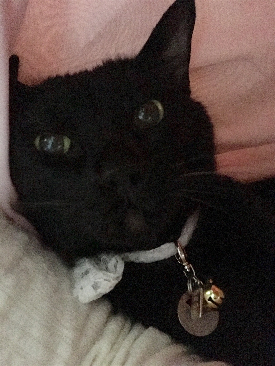 f:id:nekobacafe:20190509071441j:image