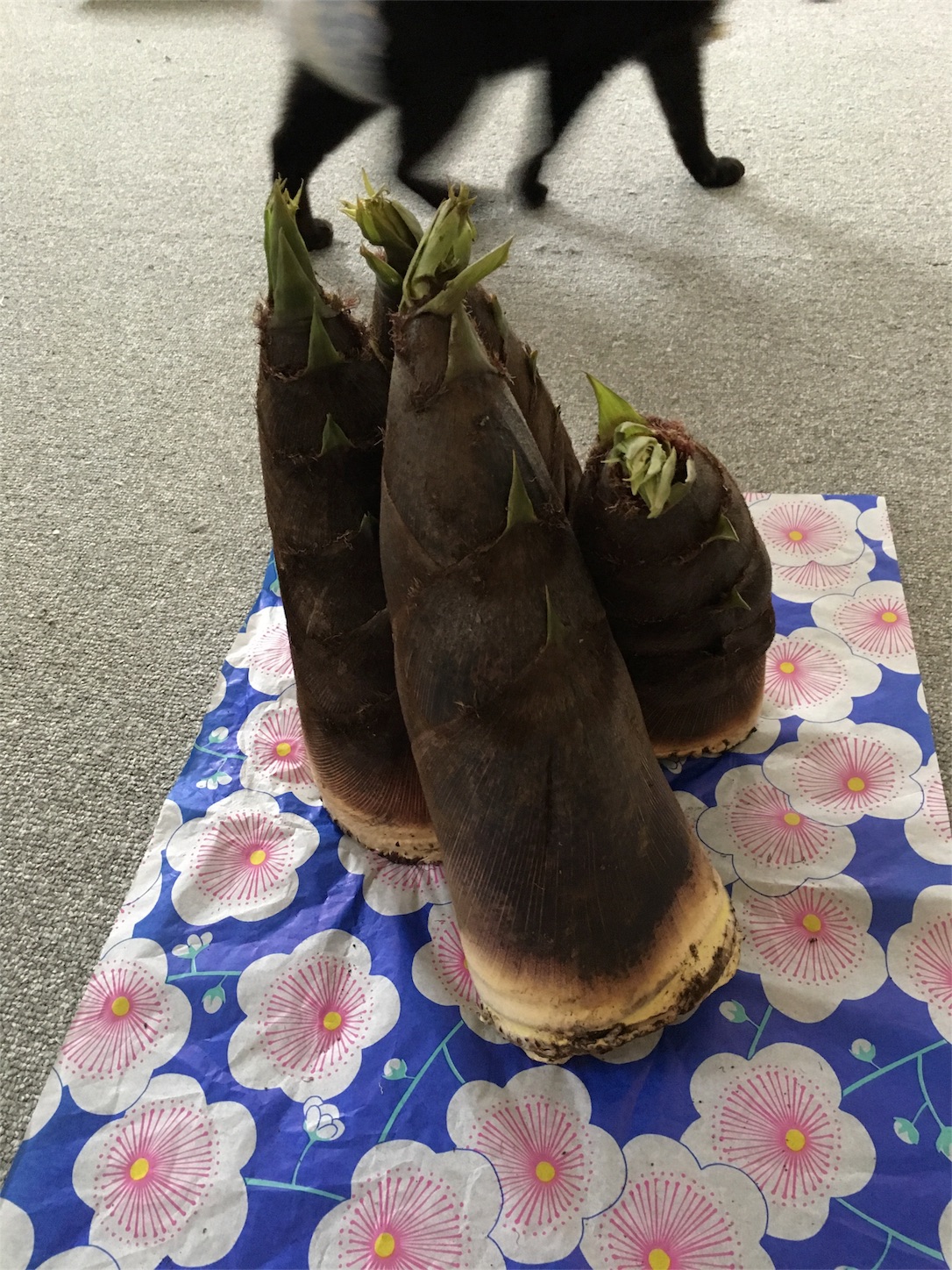 f:id:nekobacafe:20190511220911j:image